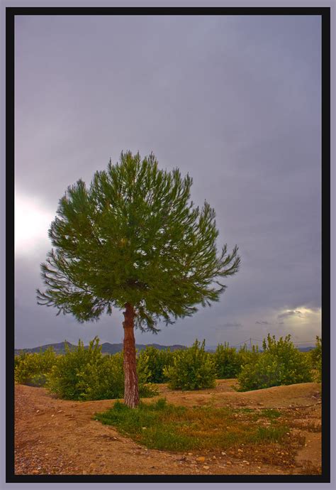 pino campo Pino solitario en campo de limoneros en día d e Flickr