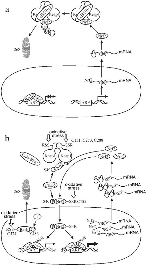 The mechanism of Nrf2 activation (explanation in the text). a ... 