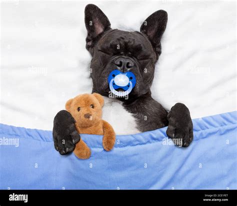 dog sleeping in bed Stock Photo - Alamy