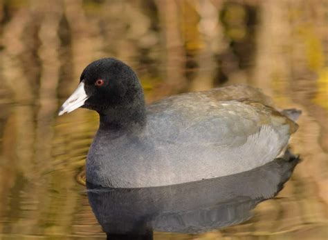 Wildlife Wonders: Exploring the Diverse Animals of Minnesota - Life In ...