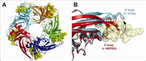 A Top view of the X ray co crystal structure of α conotoxin