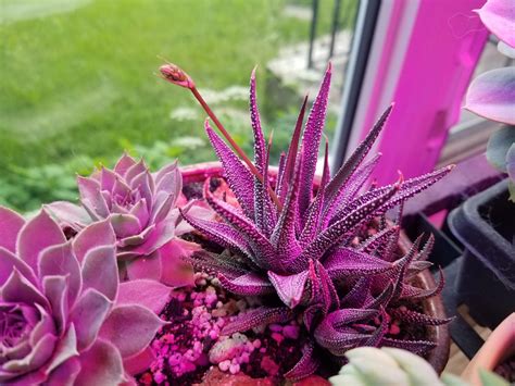 My Haworthia Is In Bloom Rsucculents