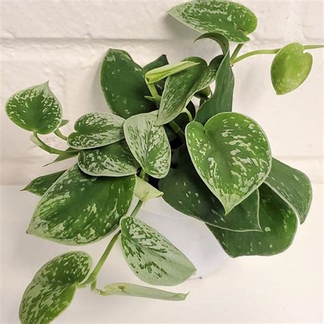 Silver Satin Pothos Scindapsus Pictus Argyraeus Silver Etsy