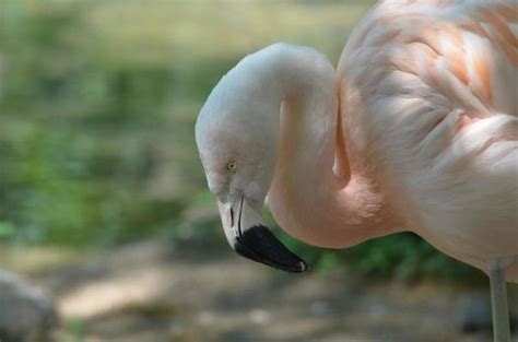 Chilean Flamingo Stock Photos, Images and Backgrounds for Free Download