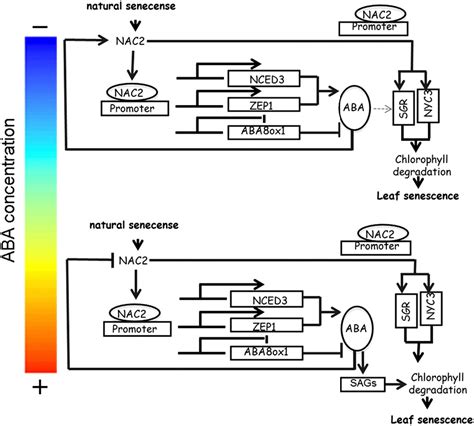 Figure From A Rice Nac Transcription Factor Promotes Leaf Senescence