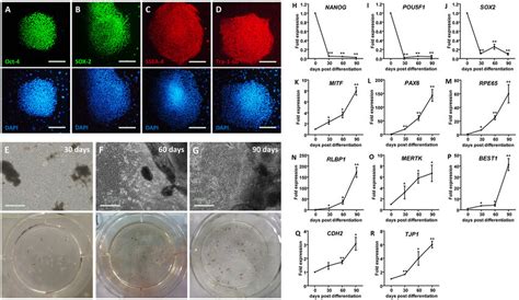 Generation Of Hipsc Rpe A D Immunofluorescent Staining Of Hipsc Cell