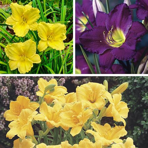 Dwarf Daylily Mixture Dormant Bare Root Perennial Plants 3 Pack