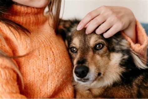 Une étude montre que les chiens comprennent les émotions humaines