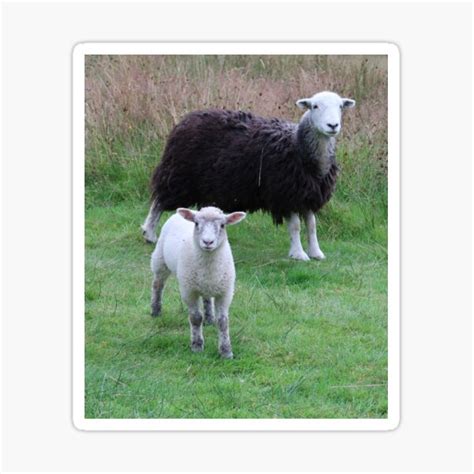 Sticker Herdwick Schafe Redbubble