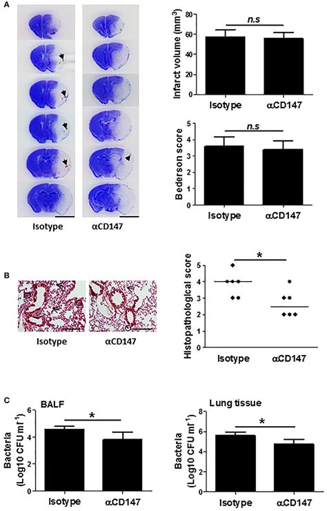 Frontiers Inhibition Of CD147 Attenuates Stroke Associated Pneumonia