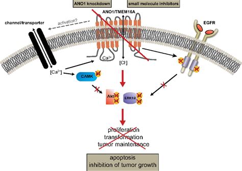 Calcium Activated Chloride Channel ANO1 Promotes Breast Cancer