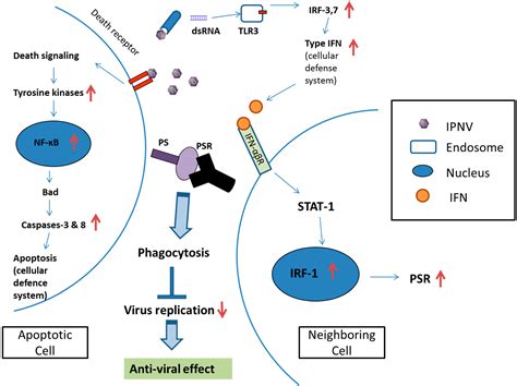 Ijms Free Full Text Interferon Regulatory Factor 1 Irf 1 Is