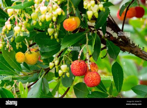 Killarney Strawberry Tree Arbutus Unedo Flower And Fruits Stock Photo