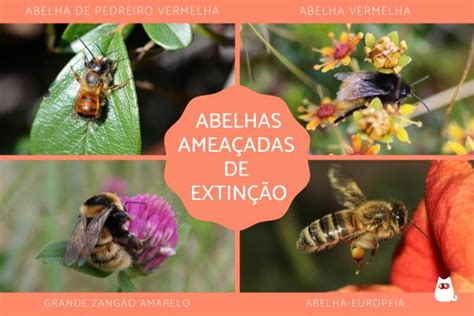 O Que Acontece Se As Abelhas Forem Extintas - ABELHAS ameaçadas de EXTINÇÃO - Causas, espécies e SOLUÇÕES