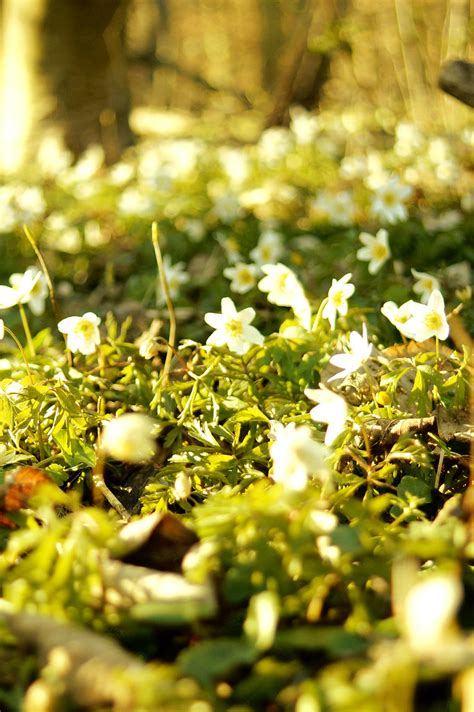 Spring Flowers Anna Pereczkowska Flickr