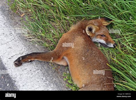 Dead Fox Hi Res Stock Photography And Images Alamy