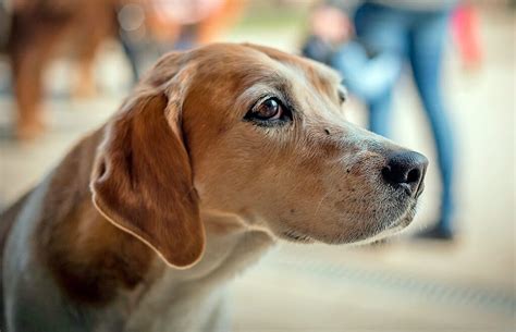 Stress Chez Les Chiens Nos Amis Les Animaux