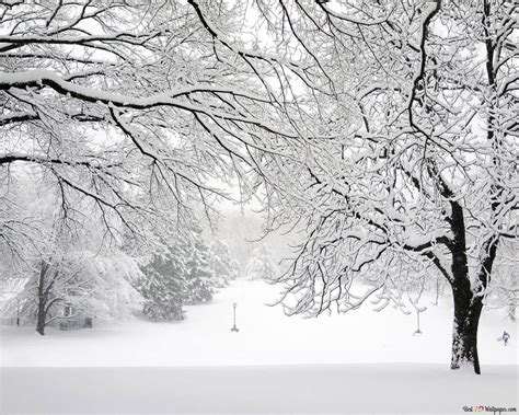 Snowy white forest HD wallpaper download