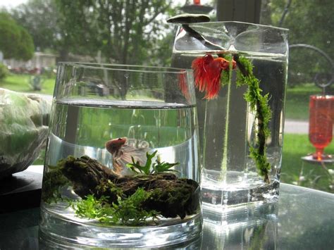 Large Vases With Simple Decorations Or Live Plants For Bettas Just