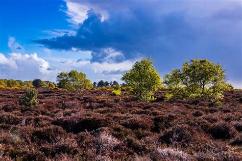 dunwich-heath-suffolk - UK Landscape Photography