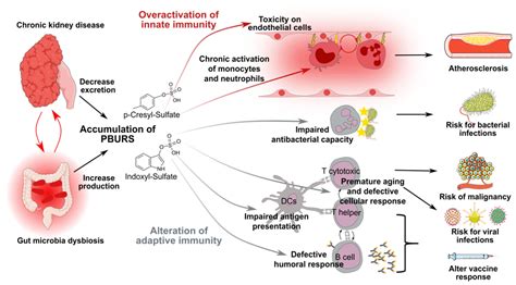 Toxins Free Full Text Chronic Kidney Disease Associated Immune