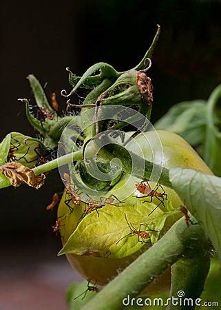 Leaf Footed Stink Bug Nymphs On Tomatoes Royalty Free Stock Photo