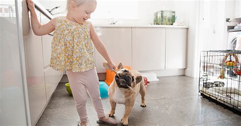 Por Qué Mi Perro Le Gruñe A Mi Hijo