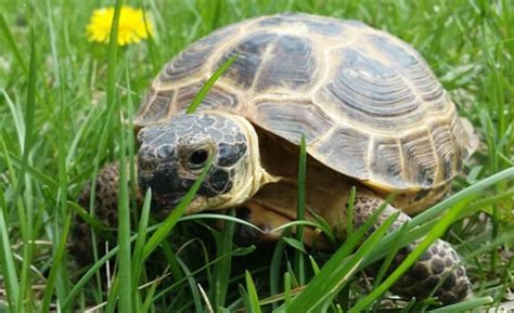 6 Best Pet Tortoise Species for Beginners (With Pictures!)