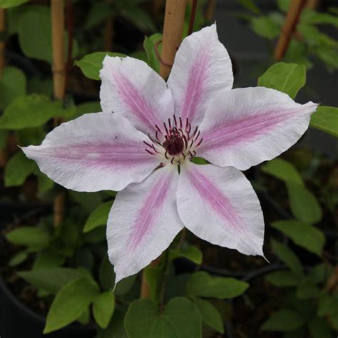 Clematis Nelly Moser Flowbo B V