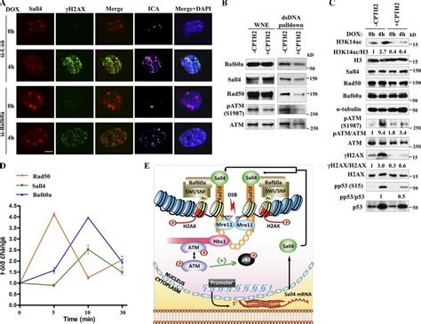 Sall4 Linking SWI SNF Associated Chromatin Remodeling To MRN Dependent