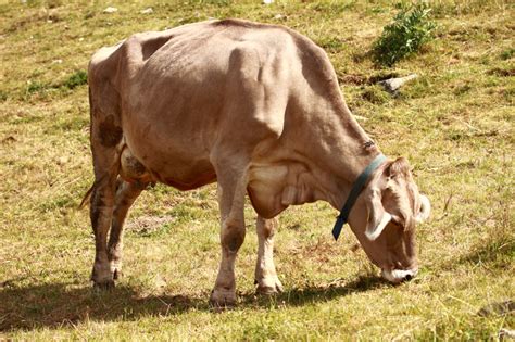 Accompagnateur En Montagne Vache Brune Suisse Race Bovine