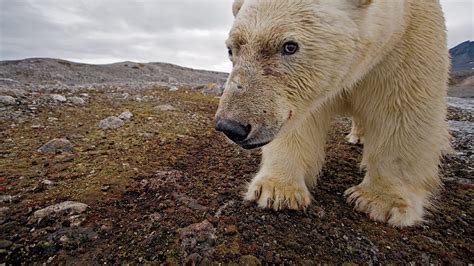 4 Ways Polar Bears Are Dealing With Climate Change