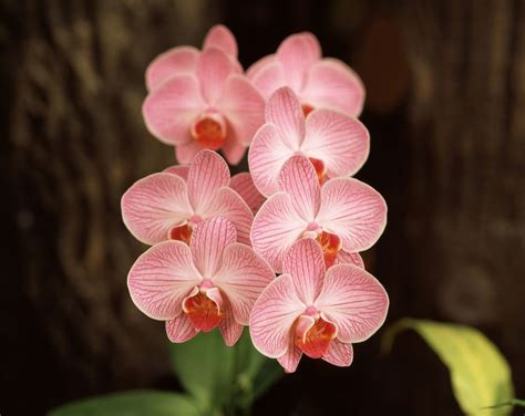 成人式に生花の髪飾りをつけたい方へ！花選びからつける際のポイントまで解説