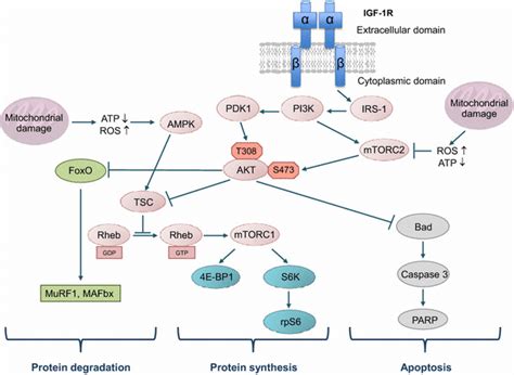 Simplified Scheme Of The Igf 1 Akt Mtor Pathway Binding Of Igf 1 To