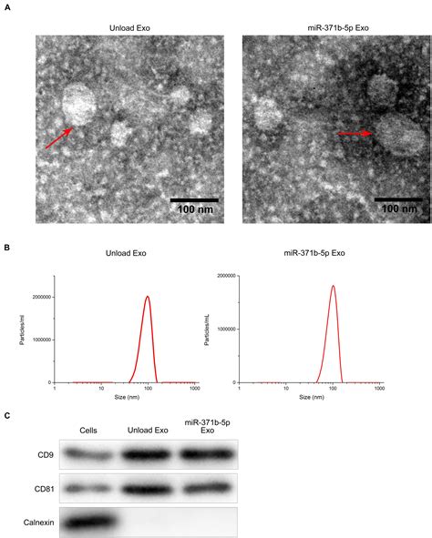 Frontiers Mir 371b 5p Engineered Exosomes Enhances Tumor Inhibitory