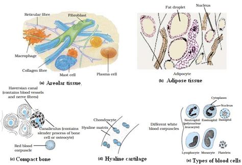 CONNECTIVE TISSUE - JSIERT