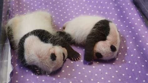 Toronto Zoo's baby pandas look like pandas now