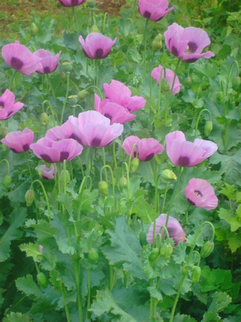 Purple Poppies Growing On Alottment Cottage Garden Purple Poppies Poppies