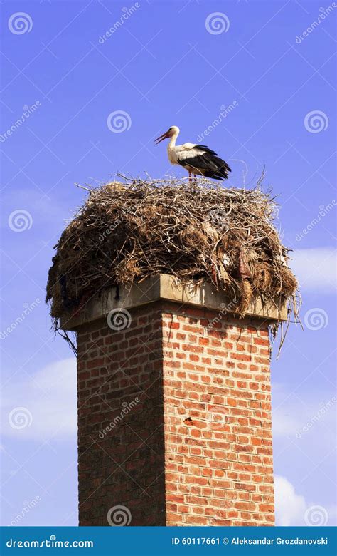 Cegonha No Ninho Imagem De Stock Imagem De Bico Preto