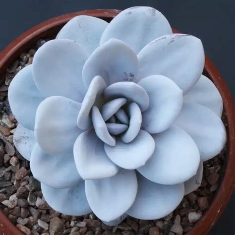 Echeveria 4 Informações Sobre Essa Planta Exótica