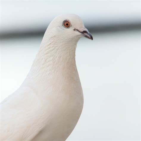 Close Up Of A Pigeon Waikiki Diamond Head Kapahulu St Louis