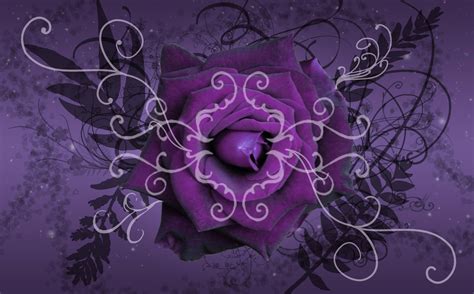 Purple Roses Wallpapers - Wallpaper Cave