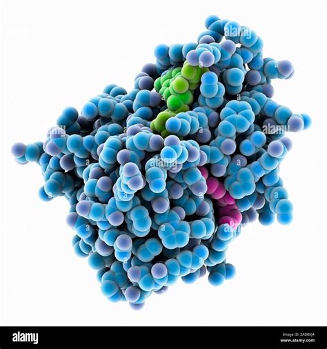 Human dihydrofolate reductase. Computer model showing the structure of human dihydrofolate ...