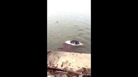 River Monster Found In The Ohio River Youtube