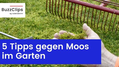 5 Tipps Wie Man Moos Im Rasen Entfernen Kann YouTube