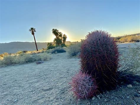 A cactus in Joshua Tree National Park | Smithsonian Photo Contest ...