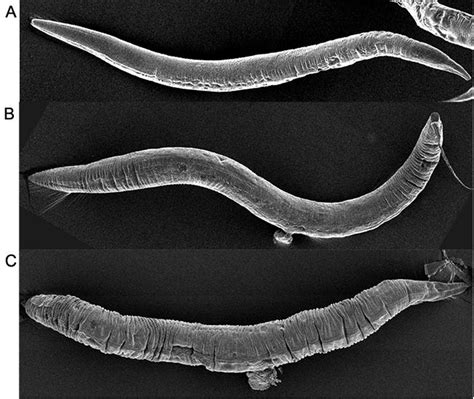 Unusual Labmates How C Elegans Wormed Its Way Into Science Stardom Whitehead Institute