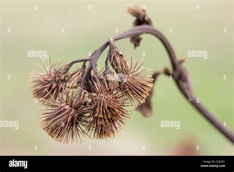 Greater Burdock Arctium Lappa Seed Heads Stock Photo Alamy