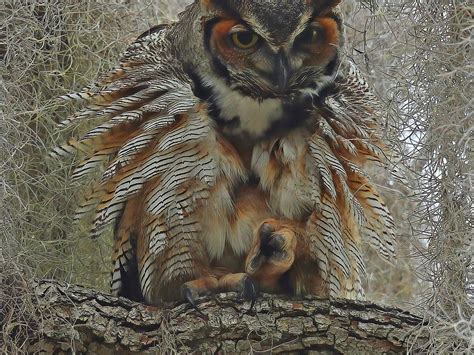 Great Horned Owl Fluffed Up Smithsonian Photo Contest Smithsonian