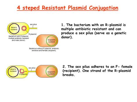 Ppt Genetic Transfer And Recombination In Bacteria Powerpoint Presentation Id 497961